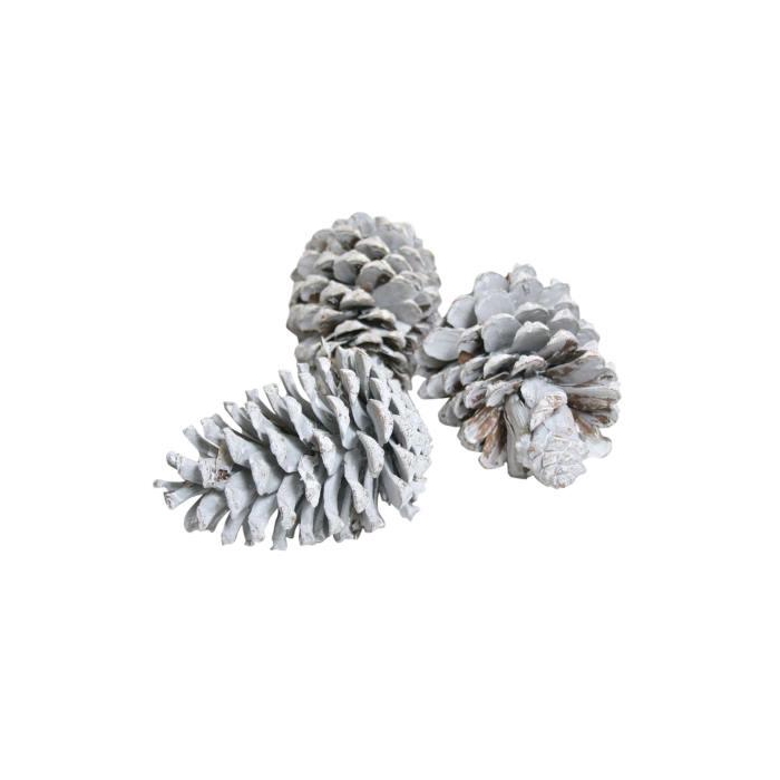 <h4>Pinecone Maritima L10/12 100 Pcs</h4>