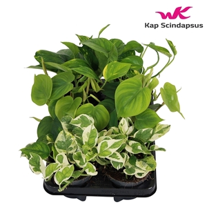 Mix Scindapsus (Epipremnum) / Philodendron gemengd