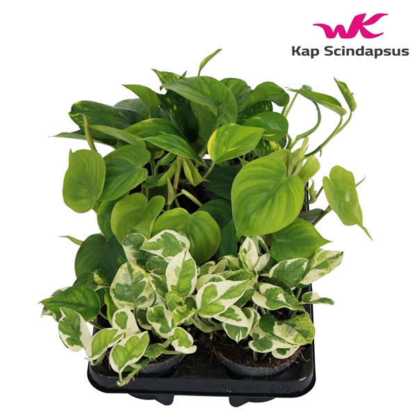 <h4>Mix Scindapsus (Epipremnum) / Philodendron gemengd</h4>