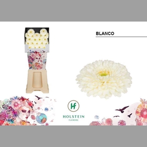 Ge Bv Gerponi Blanco