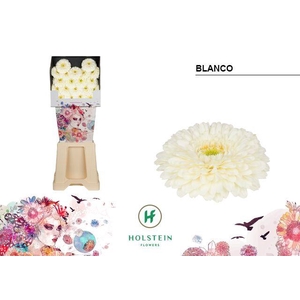 Germini Pomponi Blanco Diamond