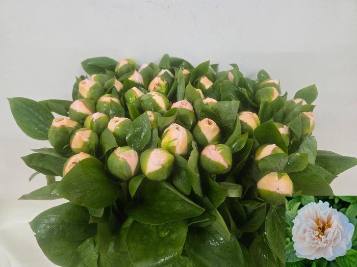 <h4>Paeo Blush Princess</h4>