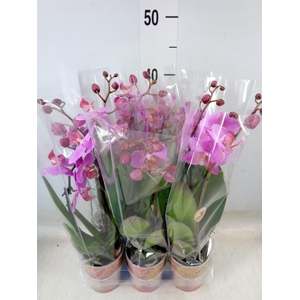 Phalaenopsis multi.   ...lilac