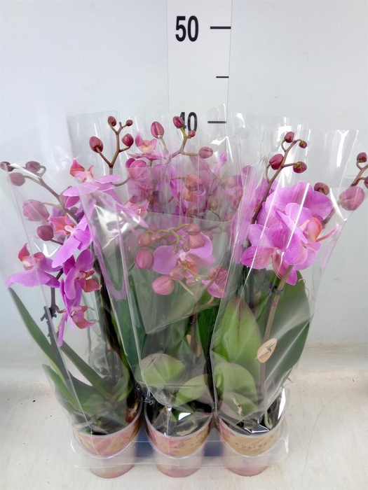 <h4>Phalaenopsis multi.   ...lilac</h4>