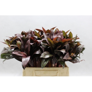 CORDYLINE PURPLE COM