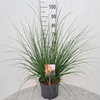 Cortaderia selloana Pumila
