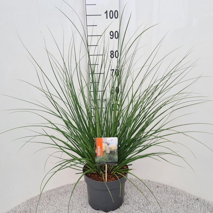 Cortaderia selloana Pumila
