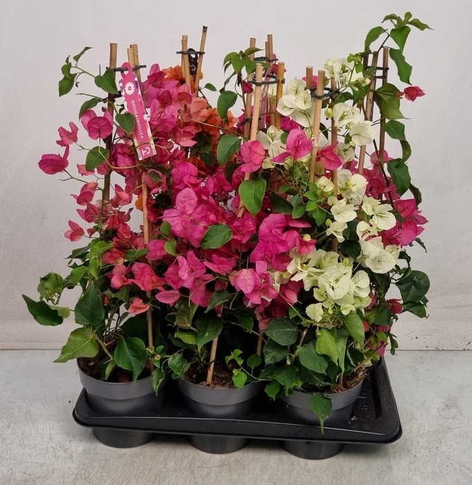 <h4>BOUGAINV OV</h4>