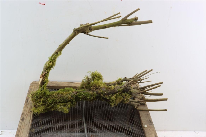 <h4>Stronken Met Mos</h4>