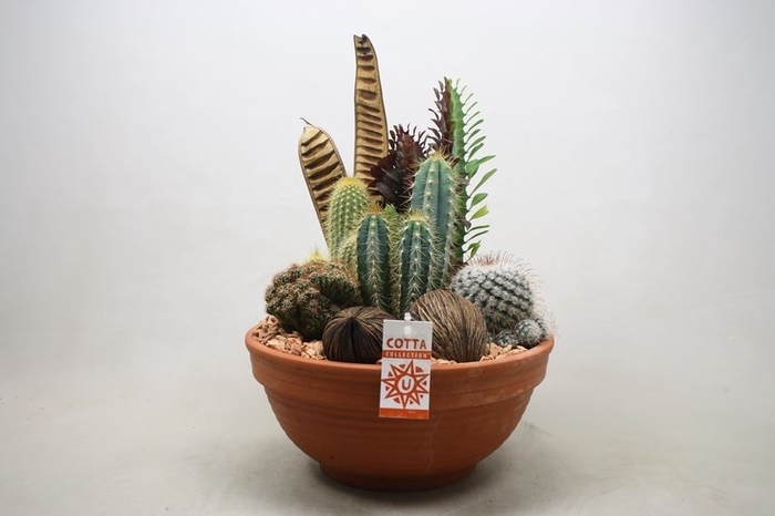 Arrangement Cactus