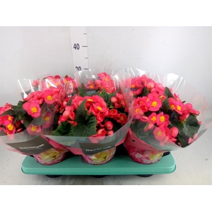 Begonia elat. HL 'Valentino Pink'