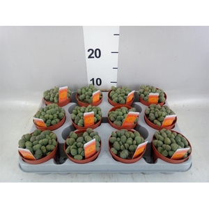 Lithops sp.