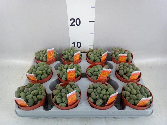 <h4>Lithops sp.</h4>