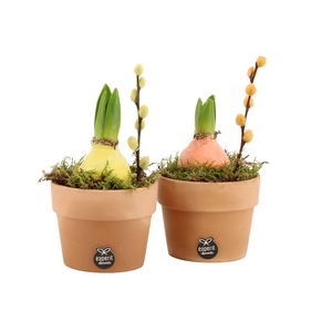 11668: Outdoor spring arrangement