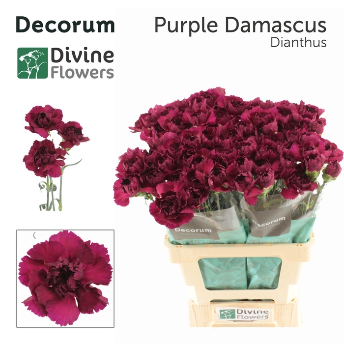<h4>Dianthus ST 'Purple Damascus'</h4>