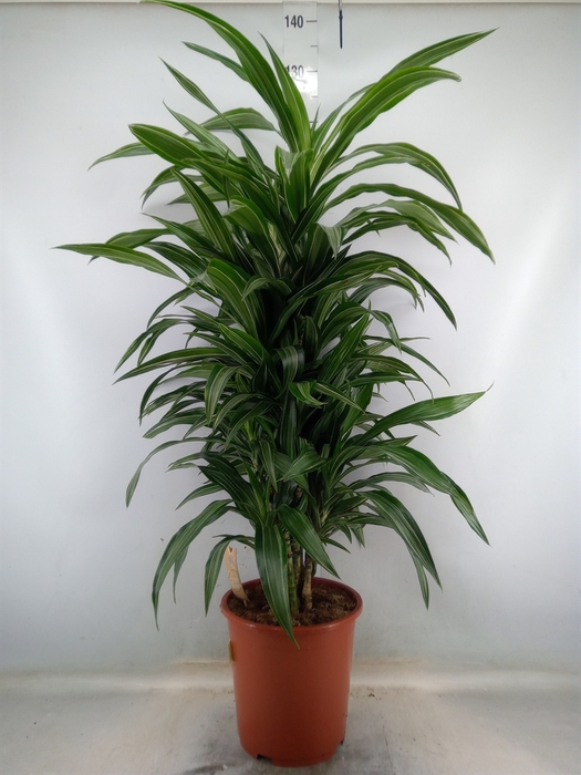 <h4>Dracaena fr de 'Ulises'</h4>