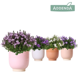 Campanula Addenda Ambella mix in Glazed pot mix