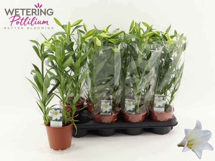 <h4>LIL LO MIRACLE</h4>