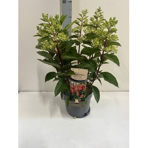 Hydrangea pan.