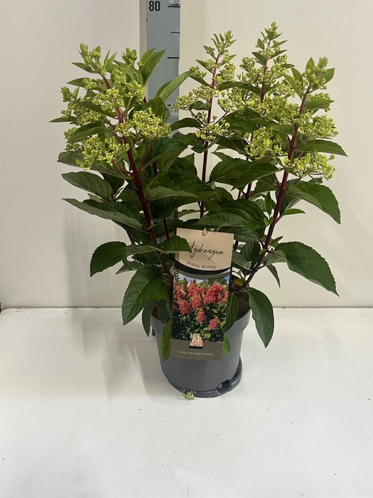 <h4>Hydrangea pan.</h4>