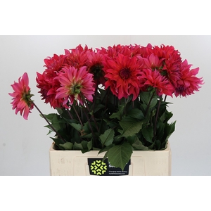 Dahlia Pink Punk