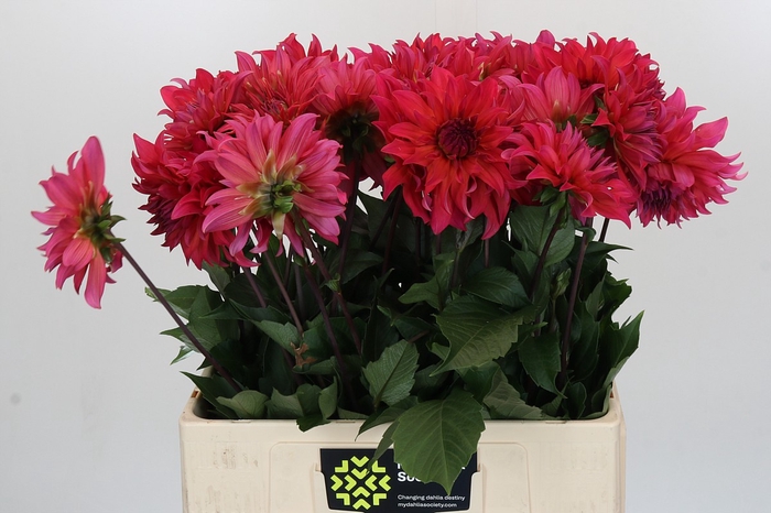 <h4>Dahlia Pink Punk</h4>