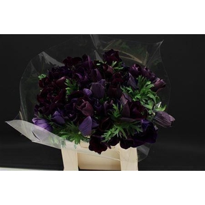 ANEM LEVANTE EX MAGENTA