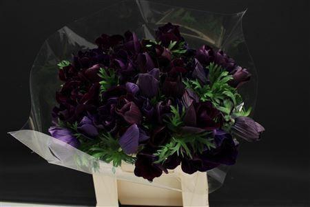 <h4>ANEM LEVANTE EX MAGENTA</h4>