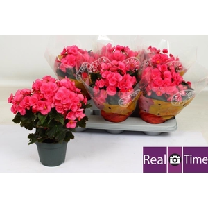 BEG HL ADONIA PINK
