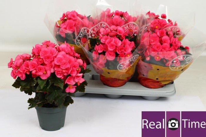 <h4>BEG HL ADONIA PINK</h4>