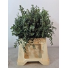 EUC PARVIFOLIA PB -ZA-SUPER