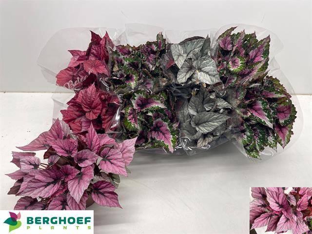 <h4>Beg Bel Gem</h4>