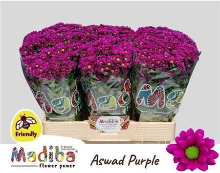 <h4>Chr Madiba Aswad Purple</h4>