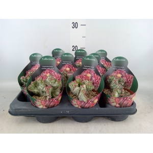 Euphorbia   ...