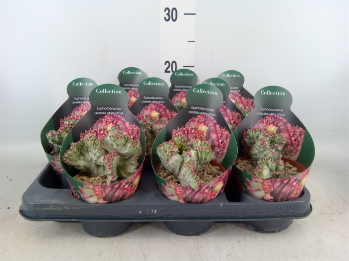 <h4>Euphorbia   ...</h4>