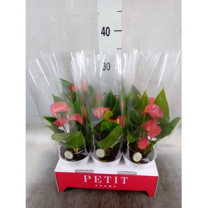 Anthurium andr. 'Livium Red Mirco'