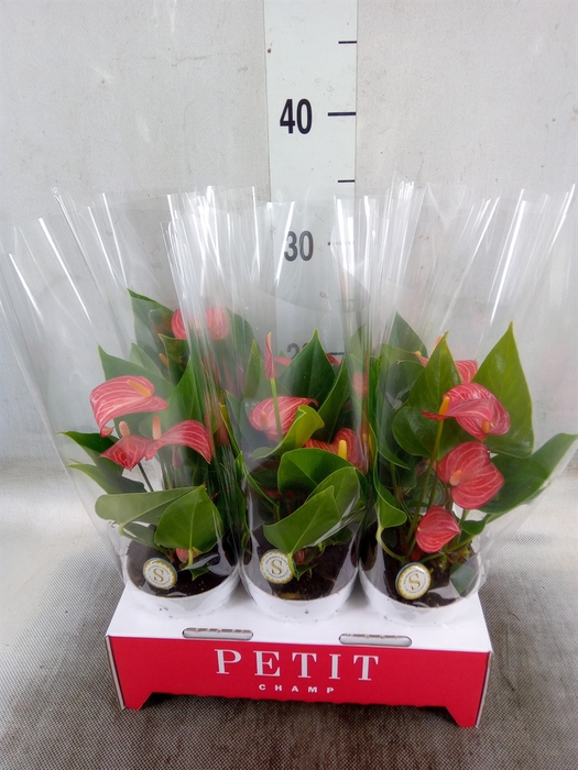 <h4>Anthurium andr. 'Livium Red Mirco'</h4>