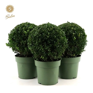 Buxus semp. Ball Ø25cm P21