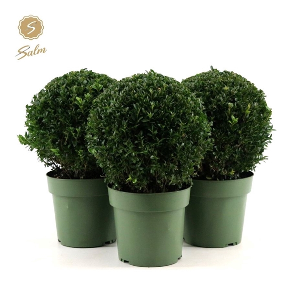 <h4>Buxus semp. Ball Ø25cm P21</h4>