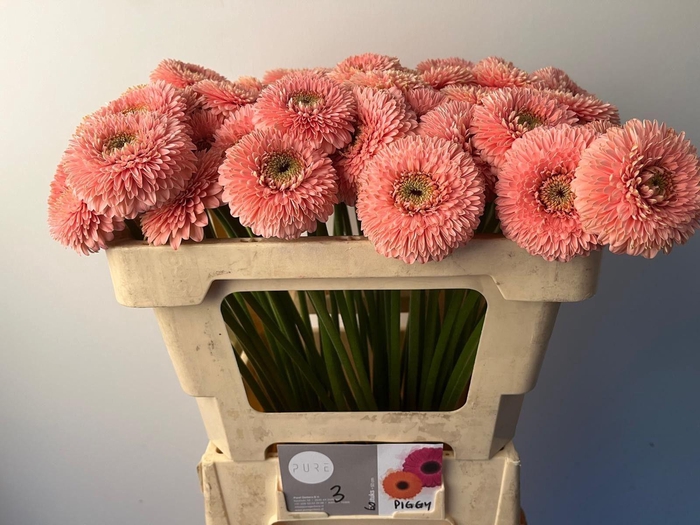 <h4>GE MB POMPONI PIGGY</h4>