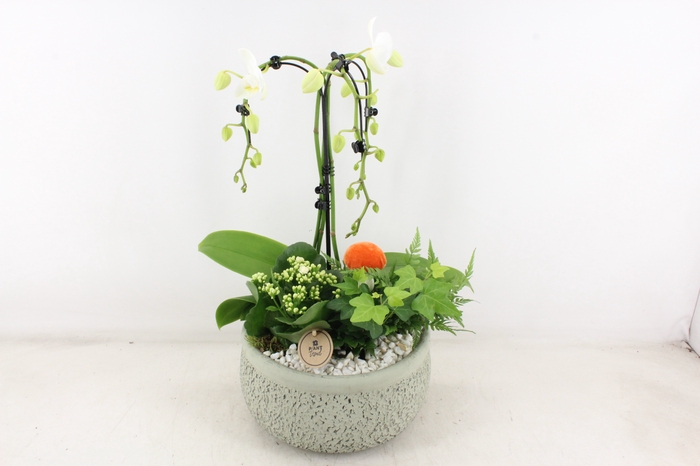 <h4>arr2 PL - Ker. barok groen paraplu</h4>