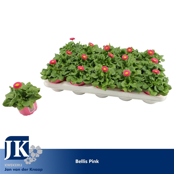 <h4>Bellis Pink p10.5</h4>