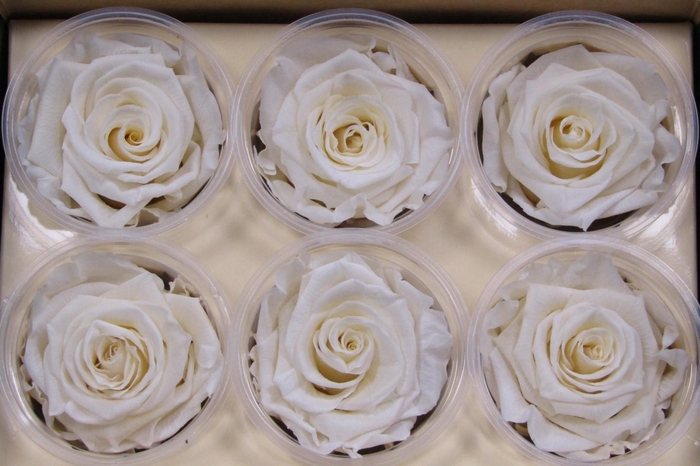 <h4>R Prs Cream Fancy</h4>