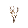 Syringa Branch Extra Deluc