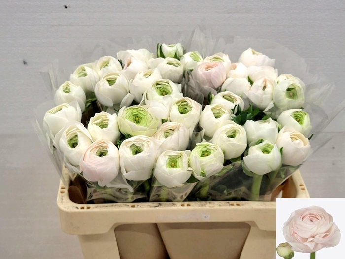 <h4>RAN SU HANOI</h4>