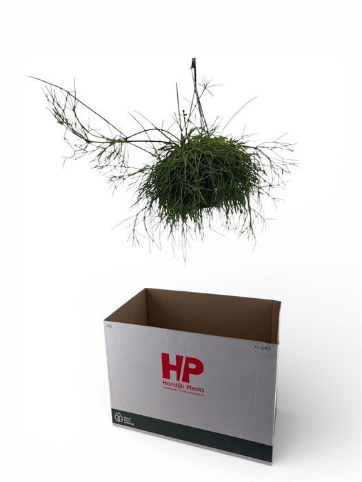 <h4>RHIPSALIS BA OASIS</h4>