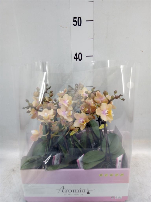 <h4>Phalaenopsis multi.   ...orange</h4>