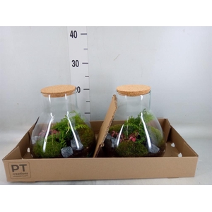 Arr.   Kamerplant Groen H%