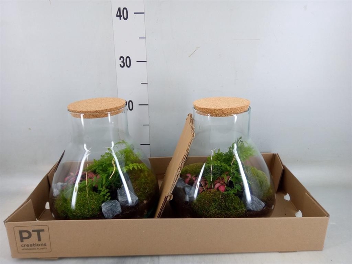 <h4>Arr. Kamerplant Groen H%</h4>