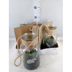 Arr.   Kamerplant Groen L%